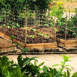 Raised beds using pallets